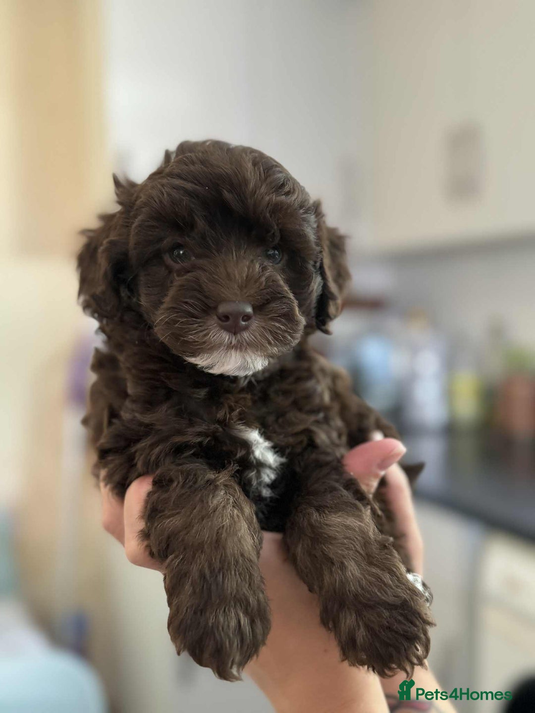 Sheepadoodle dogs for sale: F1b mini sheepadoodles - Image 26