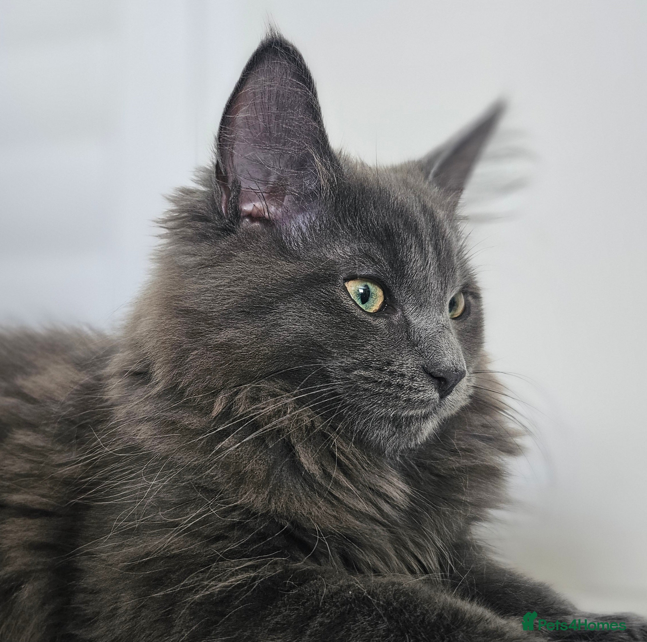 Maine Coon cats Gorgeous, sociable maine coon kittens  - Advert 2