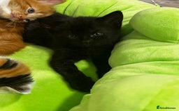 British Shorthair cats for sale: 2 female kittens (ready to go 1st December) - Image 6