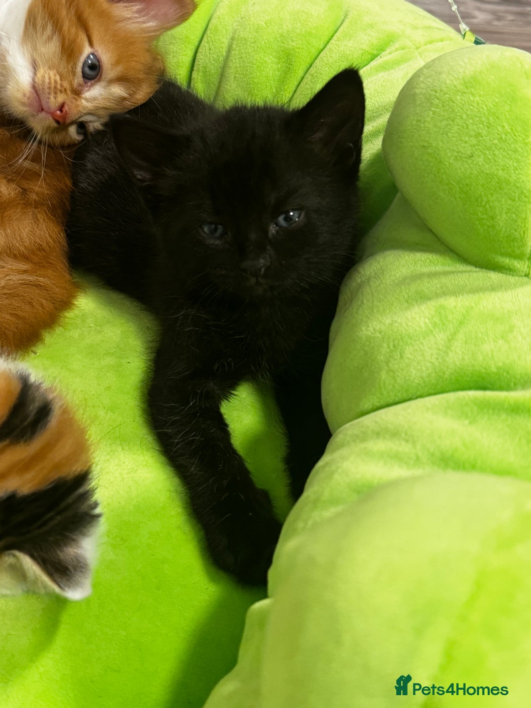 British Shorthair cats for sale: 2 female kittens (ready to go 1st December) - Image 6