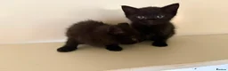 Mixed Breed cats for sale: Kittens available  - Advert 4