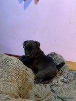 Mixed Breed dogs Patterdale x Parson Russel pups - Advert 15