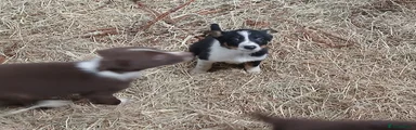 Border Collie Puppy 4