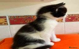 British Shorthair cats for sale: Lovely Kittens - Image 5
