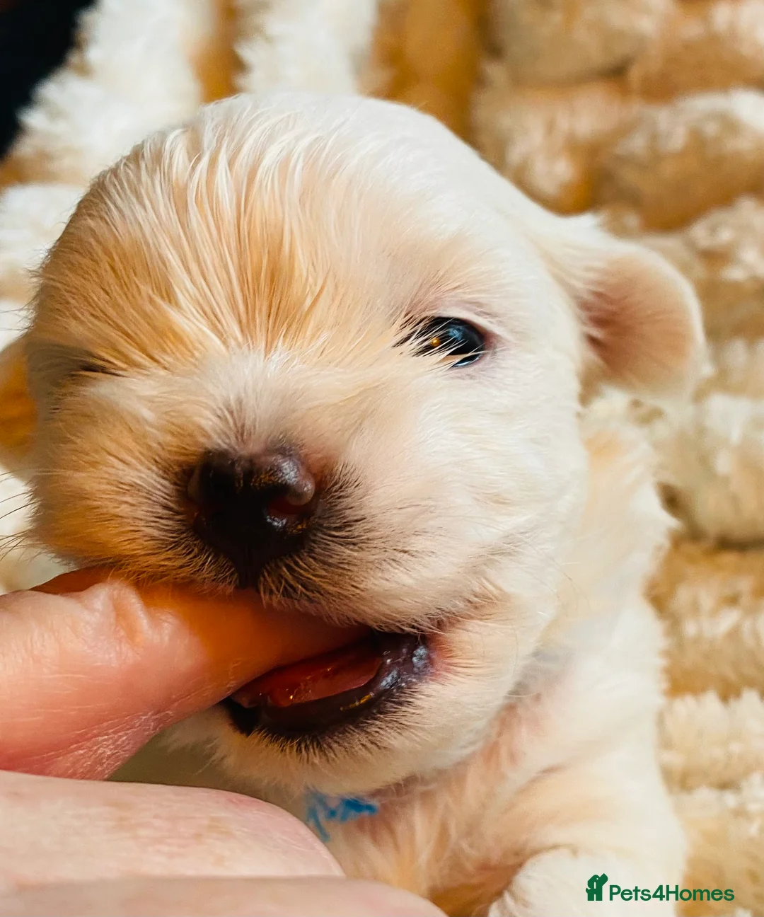 Maltese dogs for sale: Maltese puppies  - Advert 5