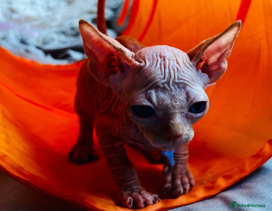 Sphynx cats for sale: Sphynx kittens - Image 11