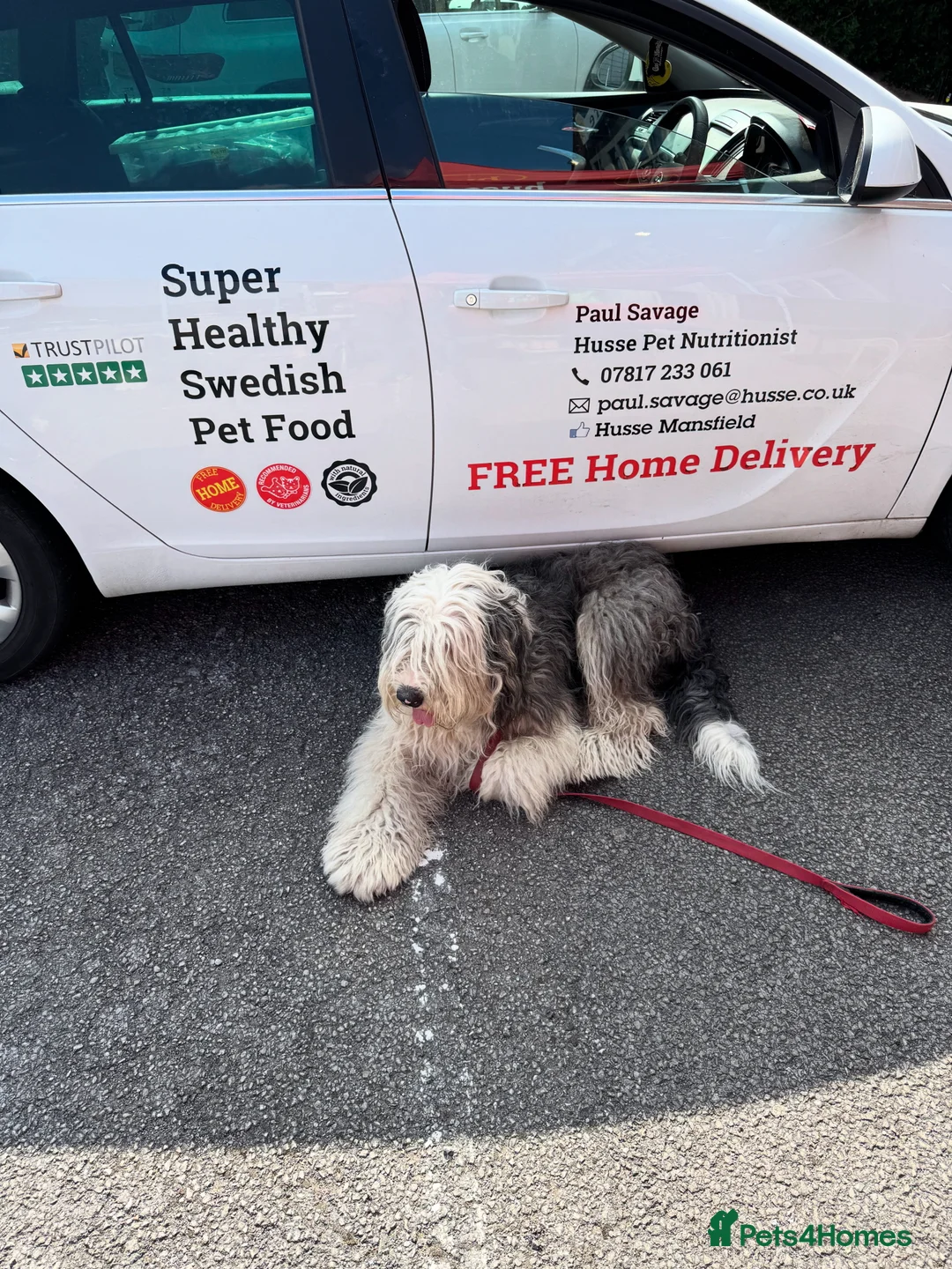 Old English Sheepdog dogs for stud: Ollie  - Advert 3