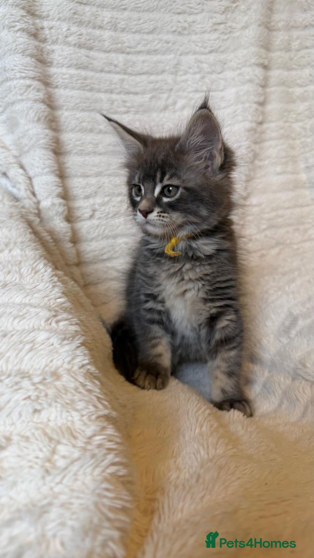 Maine Coon cats for sale: Beautiful friendly Maine Coon cross Kittens  - Advert 25
