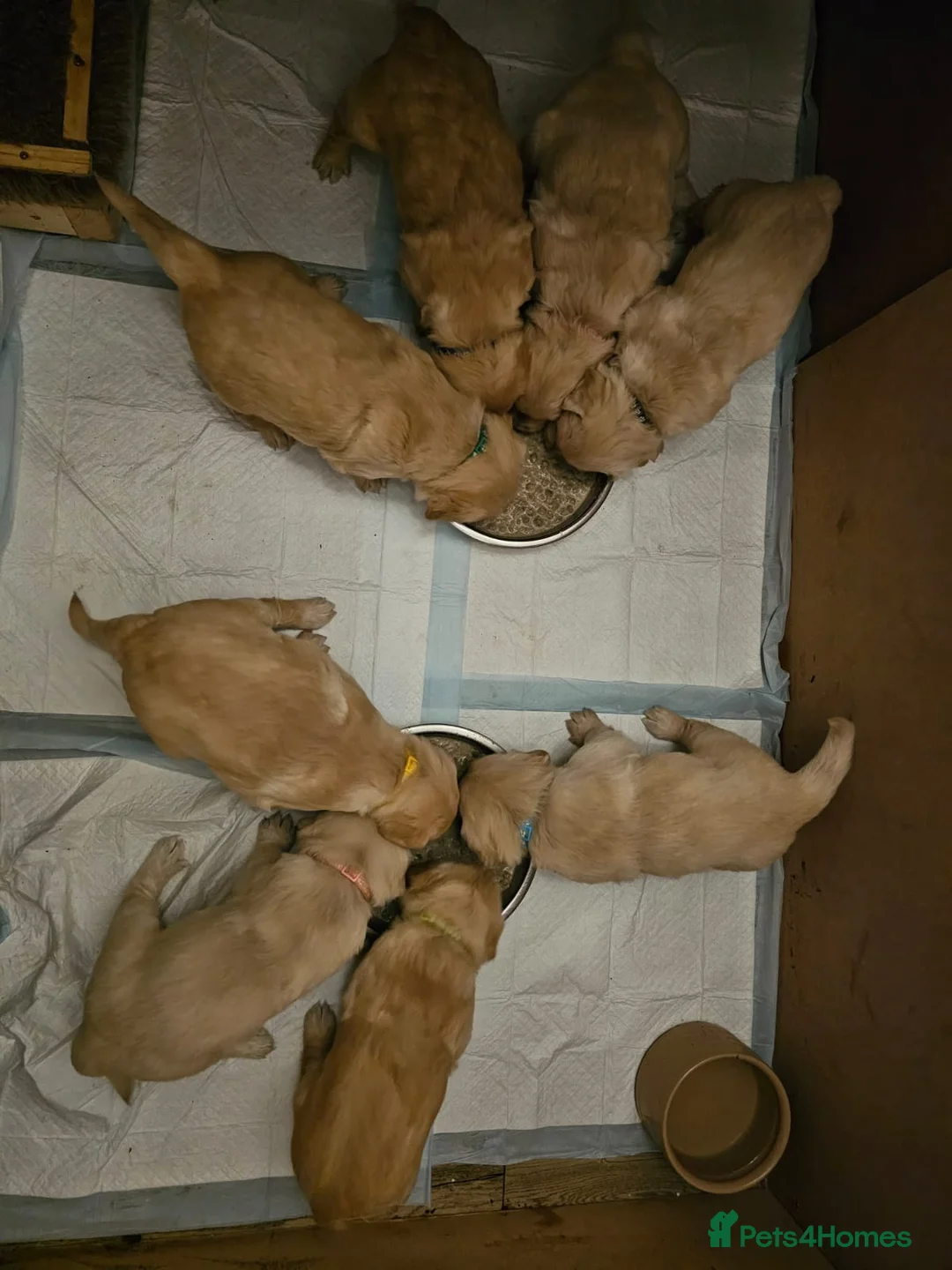 Golden Retriever dogs for sale: Gorgeous KC full pedigree golden retrievers  - Advert 7