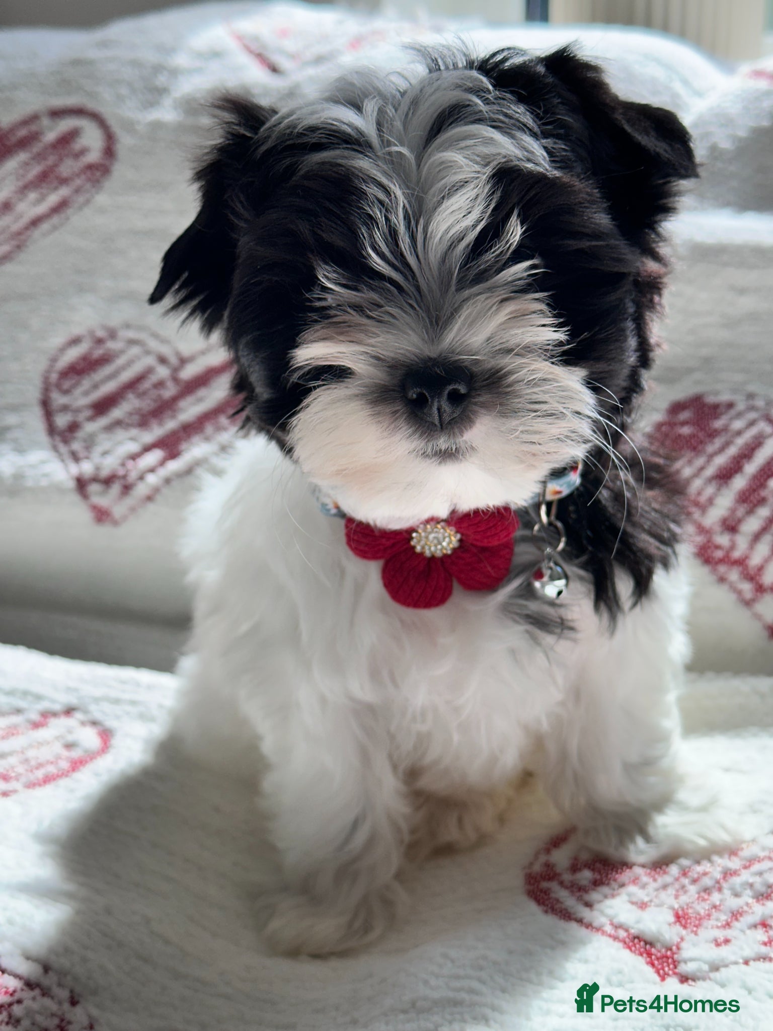 Yorkshire Terrier dogs Biewer Yorkshire Terrier 5⭐ License Family Raised - Advert 12