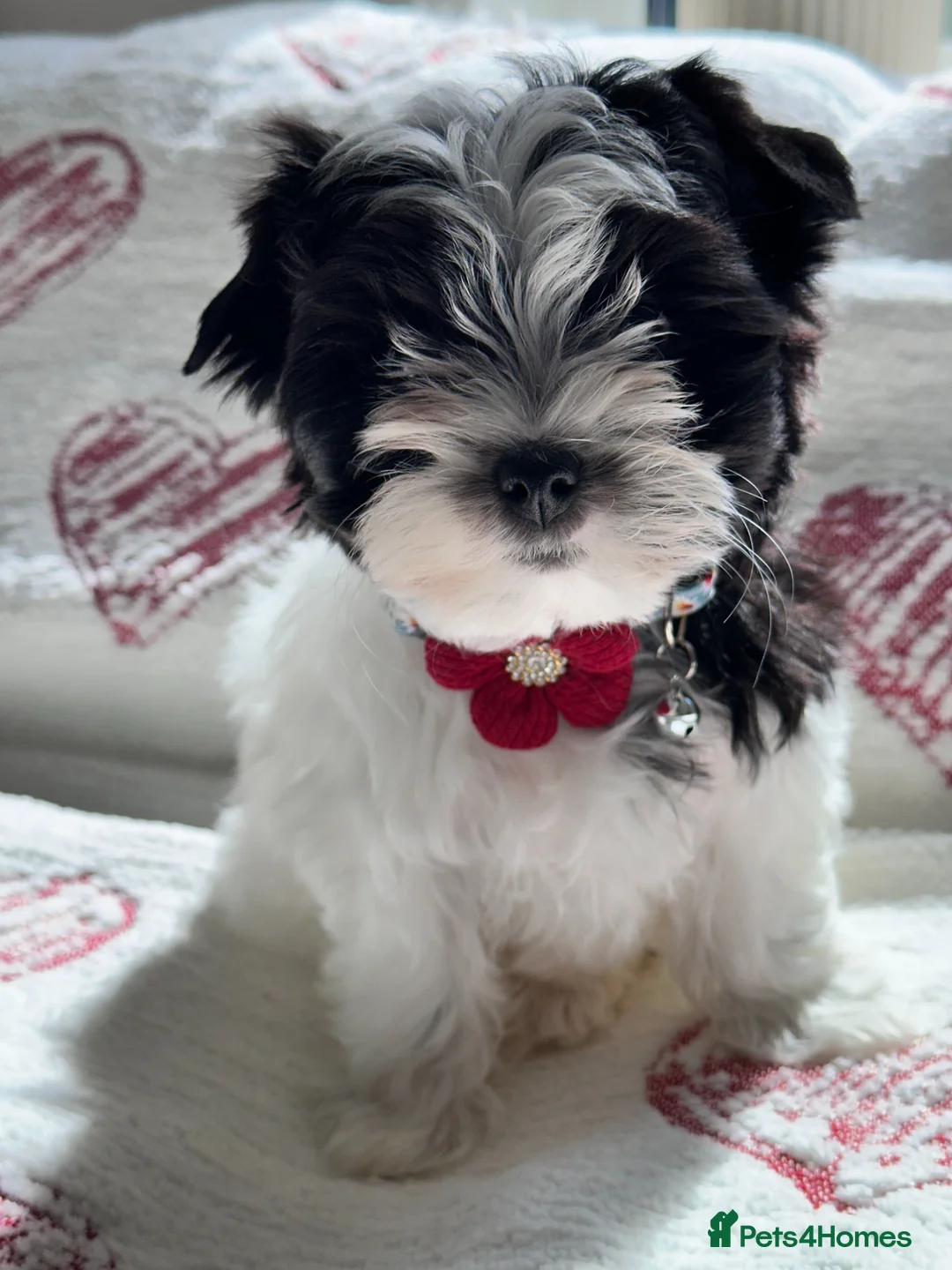 Yorkshire Terrier dogs for sale: Biewer Yorkshire Terrier Puppies 5⭐ Licensed - Advert 2