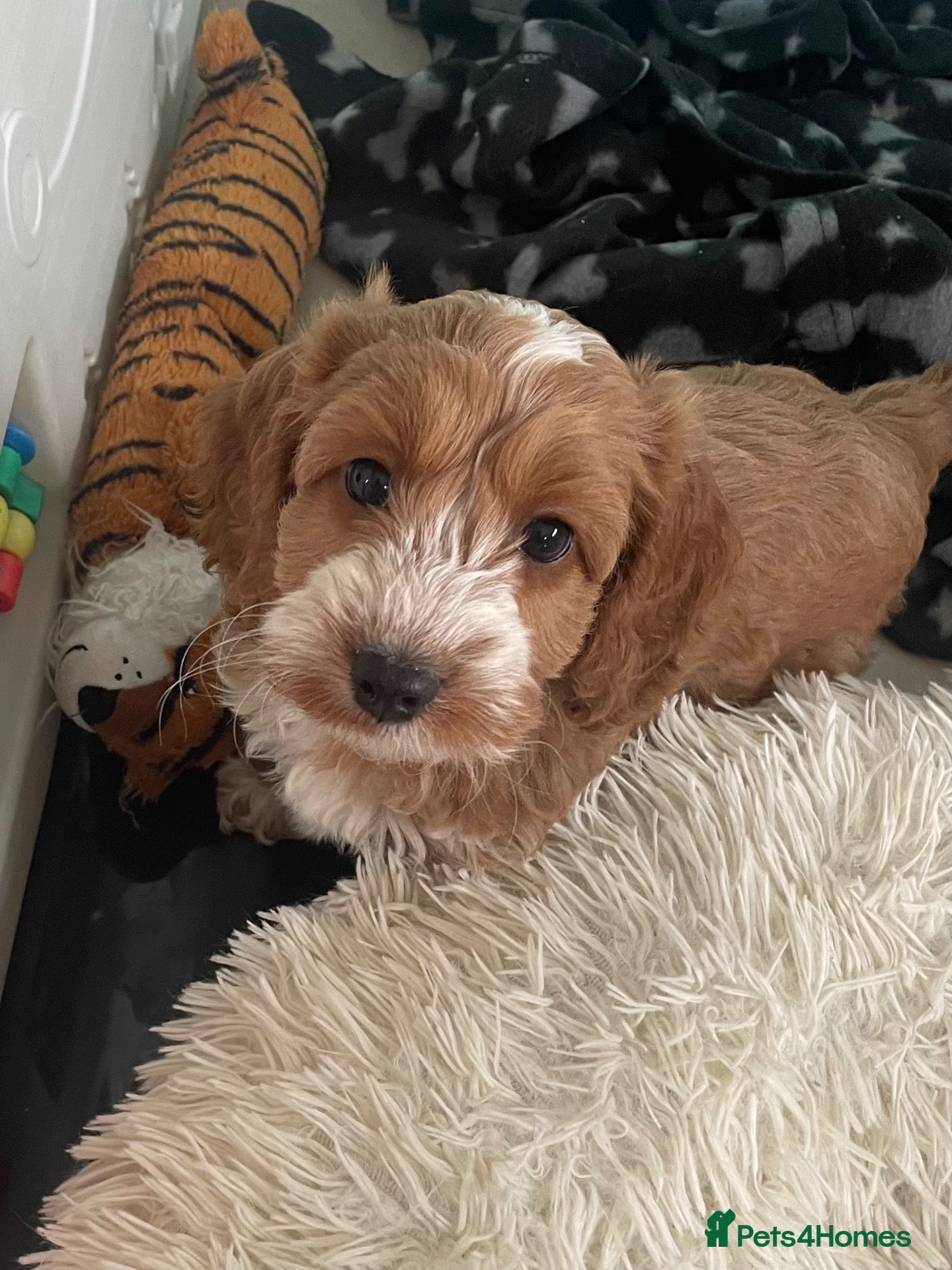 Cockapoo dogs F1 MINIATURE SHOW TYPE COCKAPOO PUPPIES  - Advert 11