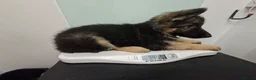 German Shepherd dogs for sale: Beautiful GSD puppies  - Advert 7