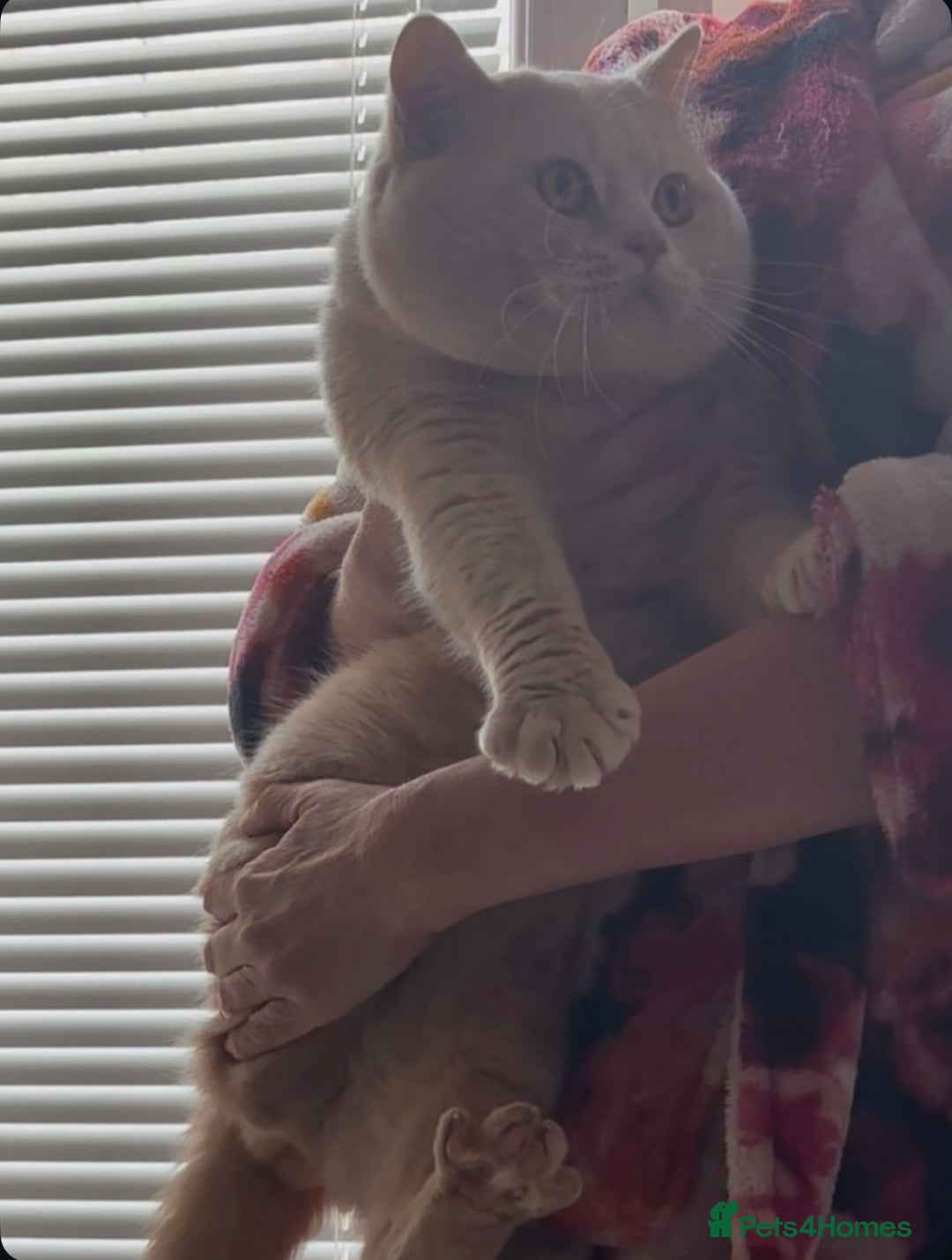 British Shorthair cats for stud: Active GCCF Championship status BSH STUD, Blood B! - Advert 9