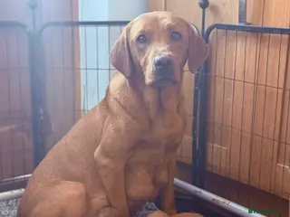 Labrador Retriever dogs Deep Red Labrador Puppies - Advert 1