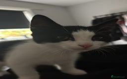 Domestic Shorthair cats for sale: Kitten looking for forever home - Image 6