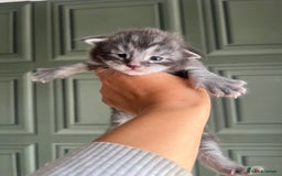 Maine Coon cats for sale: Chunky and fluffy Mainecoon kittens - Image 5
