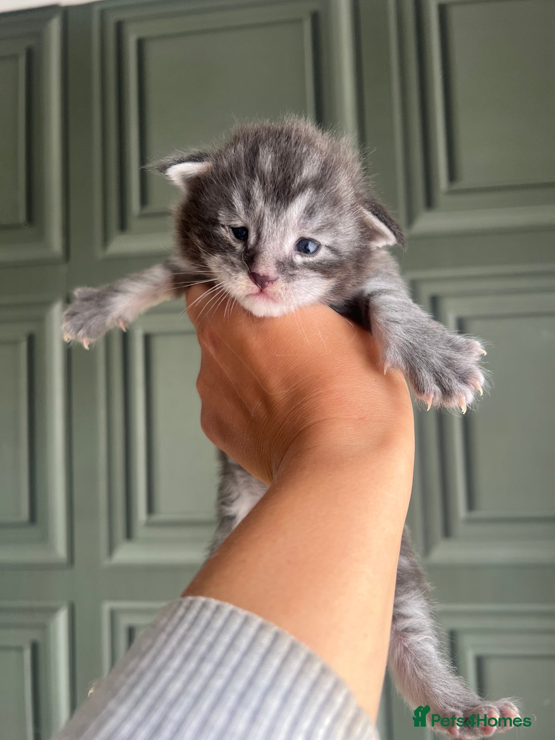 Maine Coon cats for sale: Chunky and fluffy Mainecoon kittens - Image 5