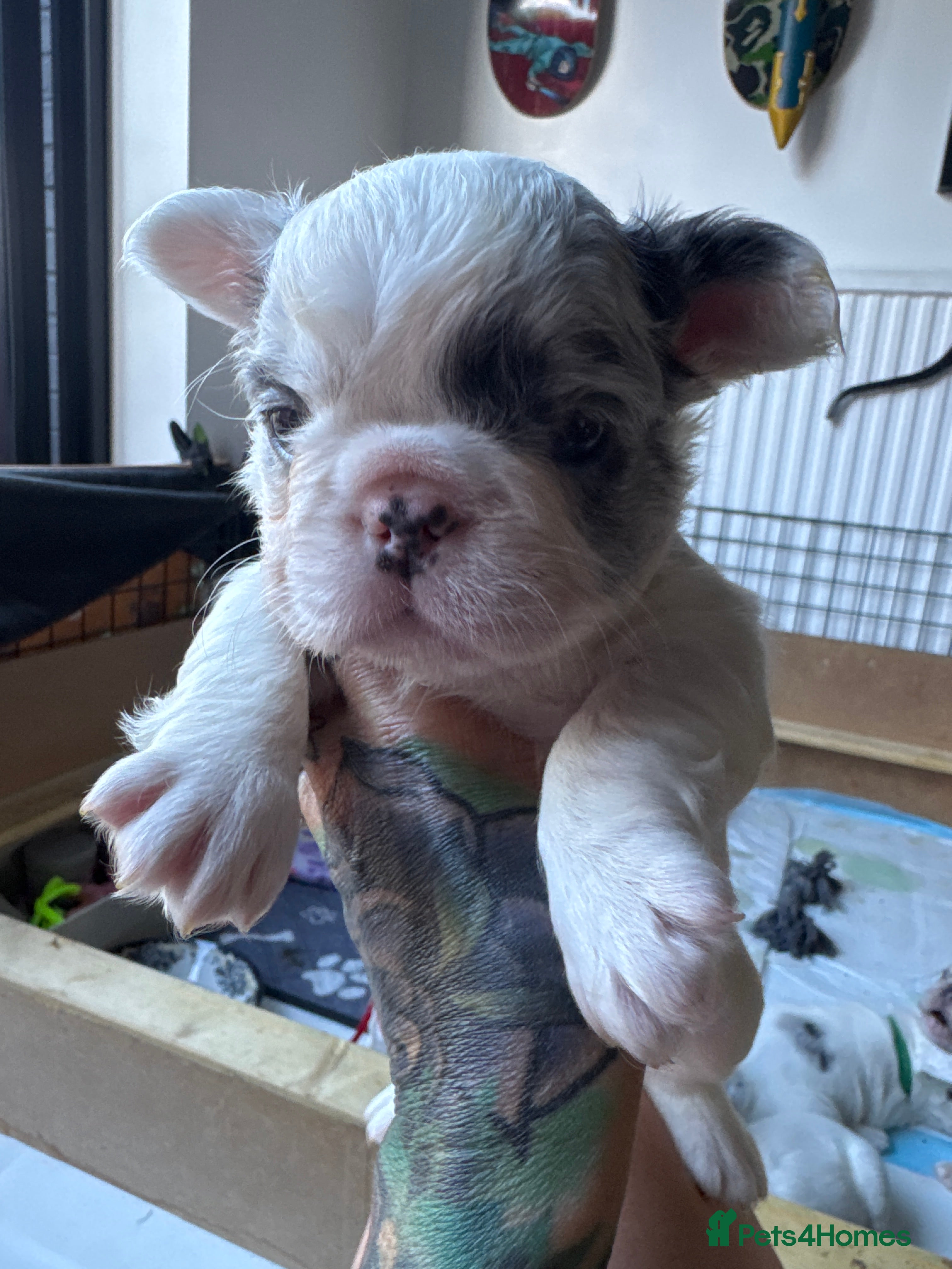 French Bulldog dogs French bulldogs all visual fluffys - Advert 2