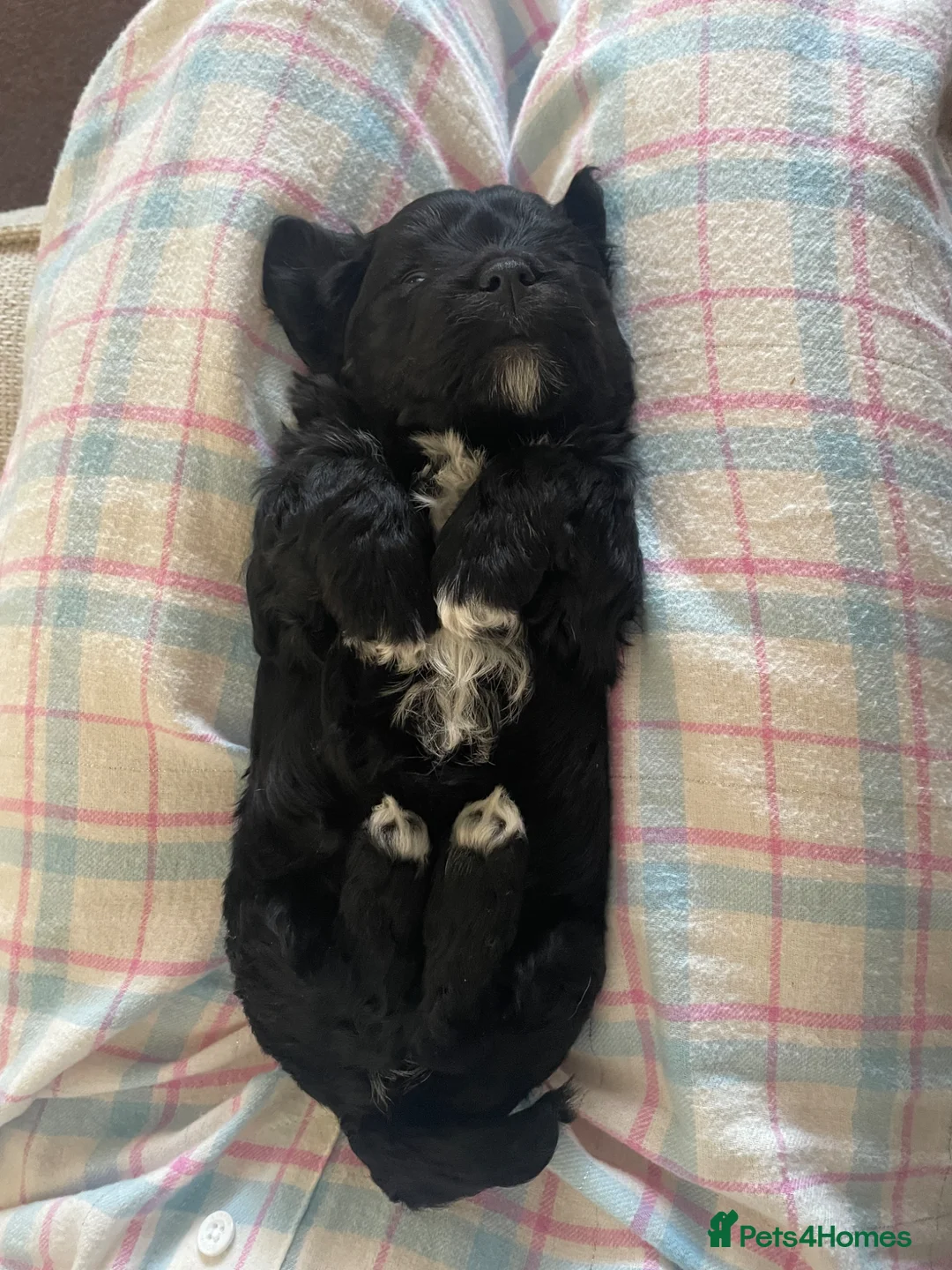 Maltipoo dogs for sale: Beautiful Litter of Four Puppies - Advert 2