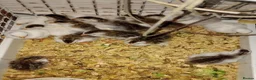 Guinea Fowl poultry for sale: Guinea Fowl/ Gleanies - Advert 4