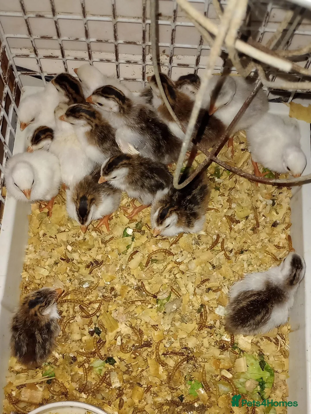 Guinea Fowl poultry for sale: Guinea Fowl/ Gleanies - Advert 4