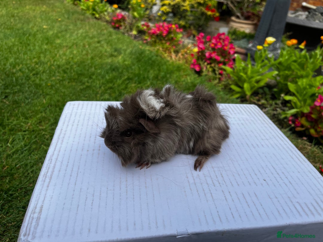 Guinea Pig rodents for sale: Baby boars  - Image 17