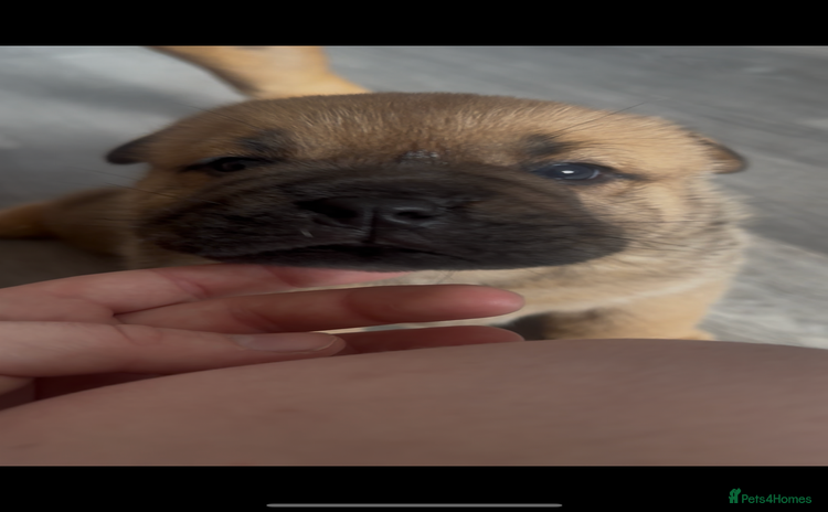 Mixed Breed dogs - Advert 1