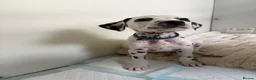 Dalmatian dogs for sale: Dalmatian puppies - Advert 30