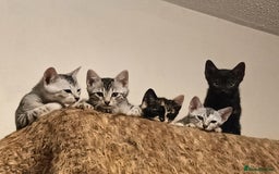 Bengal cats for sale: 🏆Families RARE Bengal X F5 Asian Leopard kittens  - Image 3