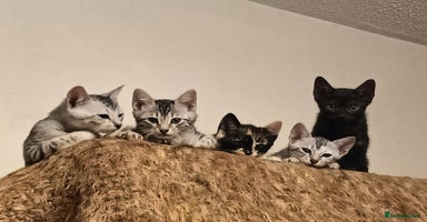 Bengal cats - Advert 8