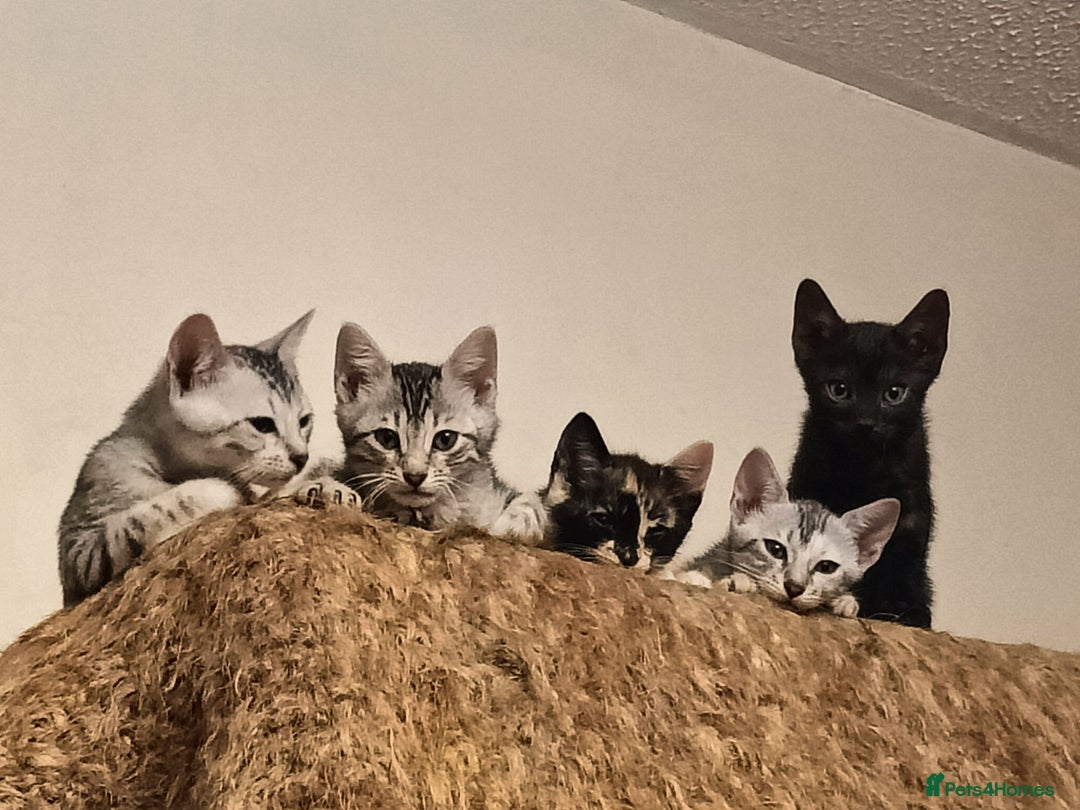 Bengal cats for sale: 🏆Families RARE Bengal X F5 Asian Leopard kittens  - Image 3