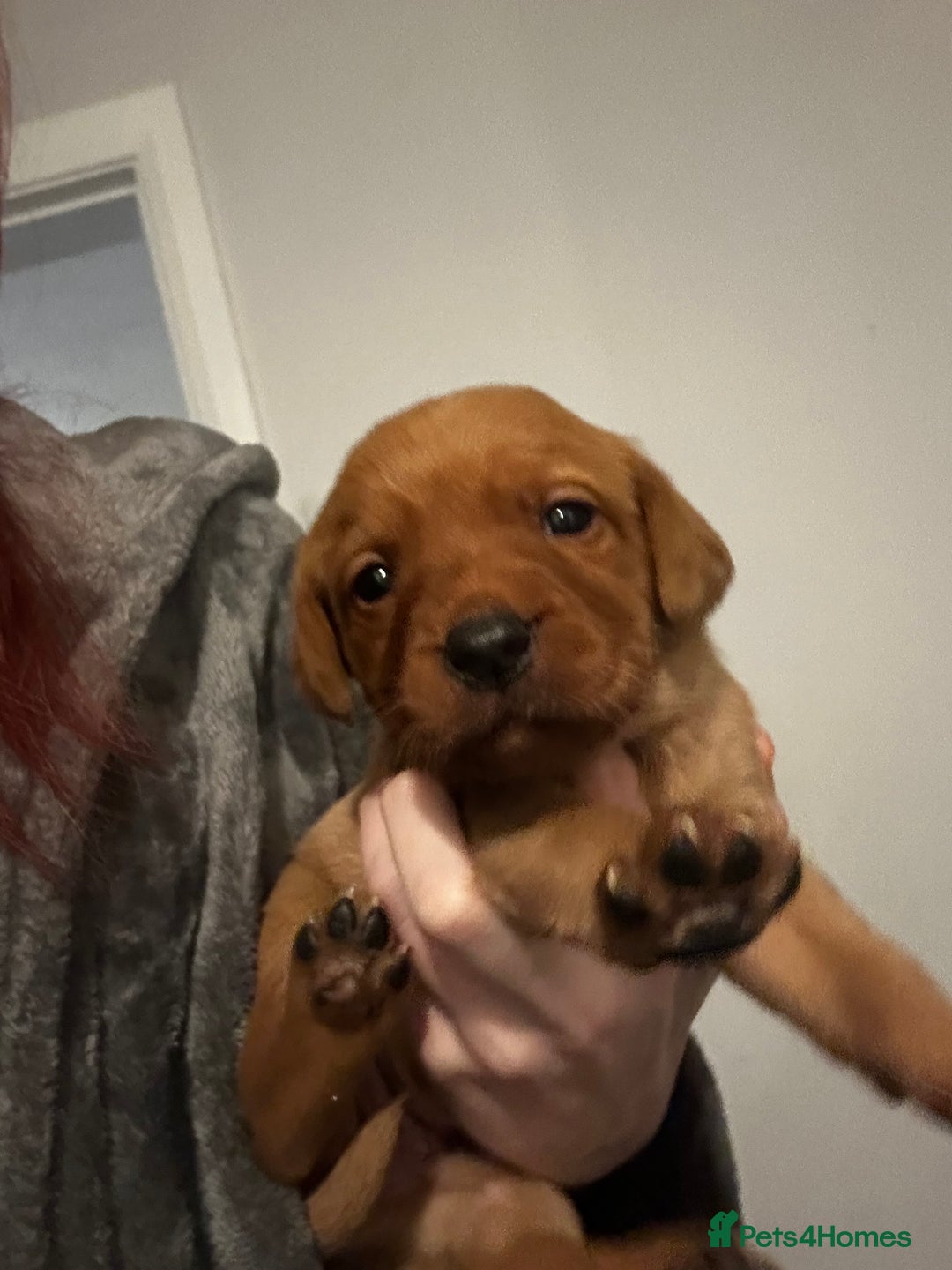 Labrador Retriever dogs for sale: 1 boy left! Fox red KC rEG Labradors working line  - Advert 4