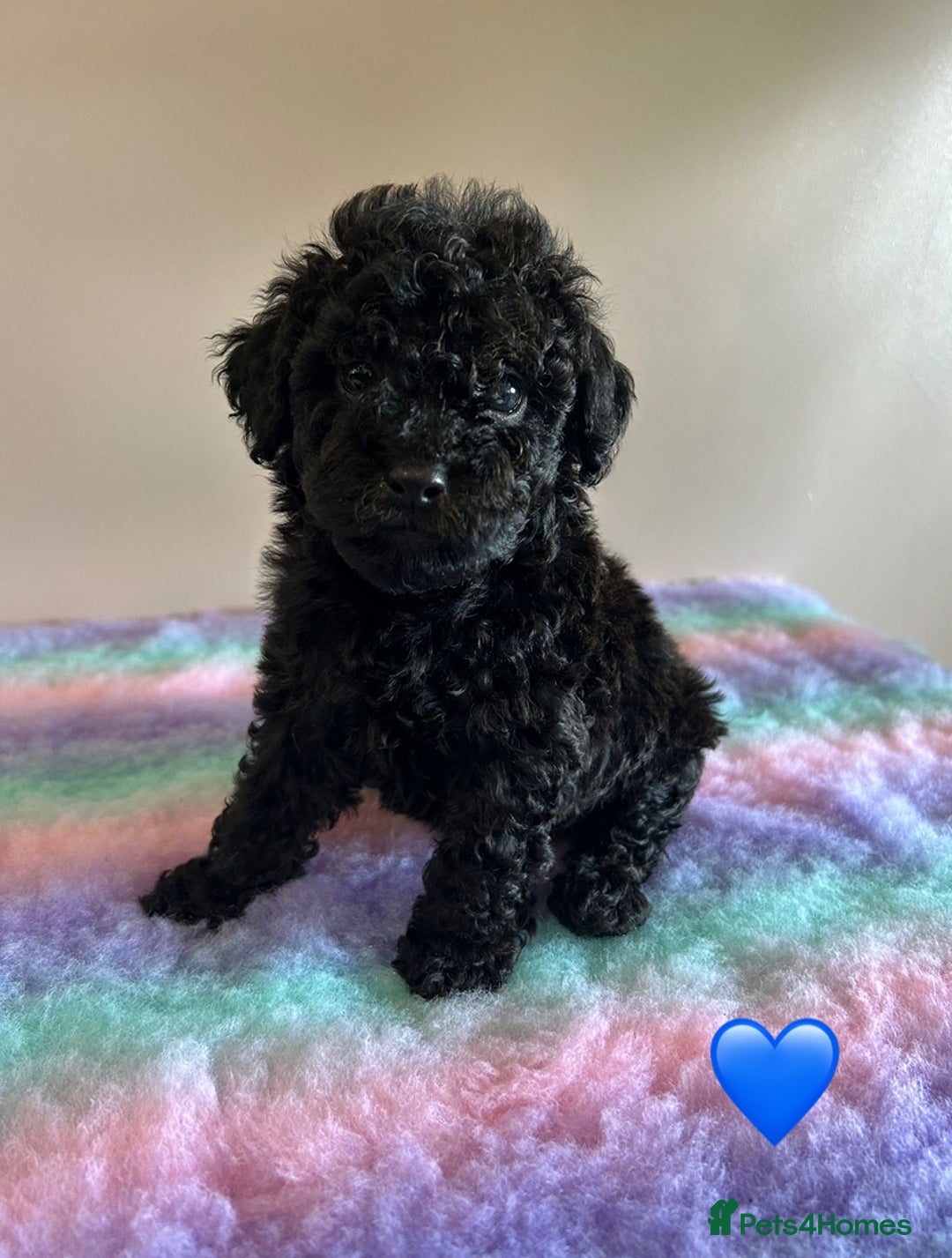 Cavapoo dogs for sale: 1 girl left 💕 f1b cavapoos ready now 🏡 - Image 17