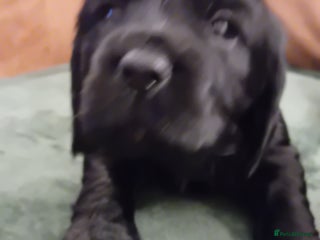 Cocker Spaniel dogs - Advert 5