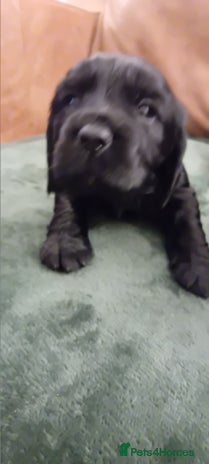 Cocker Spaniel dogs - Advert 4