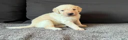Labradoodle dogs for sale: Happy and healthy Labradoodle puppies! - Advert 17