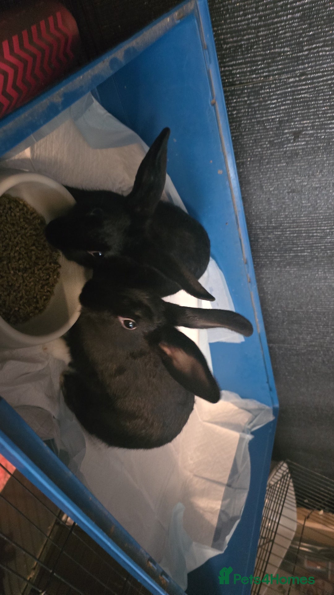 Mini Lion Lop rabbits for sale: Male mini lion lop - Image 2