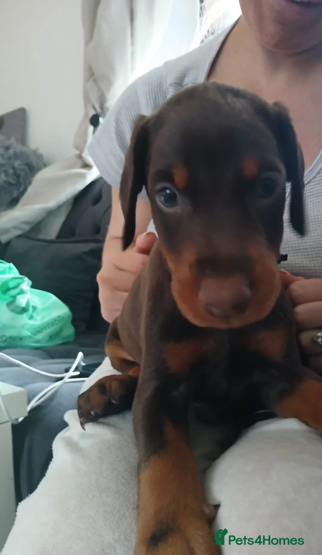 Dobermann dogs for sale: DOBERMAN PUPS CHAMPION BLOODLINES FULLY HEALTH   - Advert 2