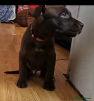 Mixed Breed dogs - Advert 8