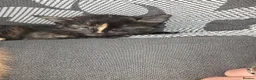 Mixed Breed cats for sale: Beautiful kittens looking for forever home - Advert 28