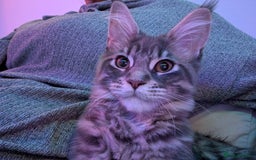 Maine Coon cats for sale: 3 Adorable Female Maine coon Kittens - Image 13