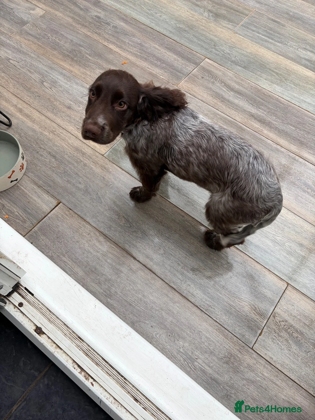 Cocker Spaniel dogs for sale: 16 week female cocker spaniel  - Advert 2