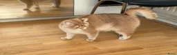 British Shorthair cats for sale: GCCF reg BSH Lilac, Blue, Chocolate Golden Kittens - Advert 14