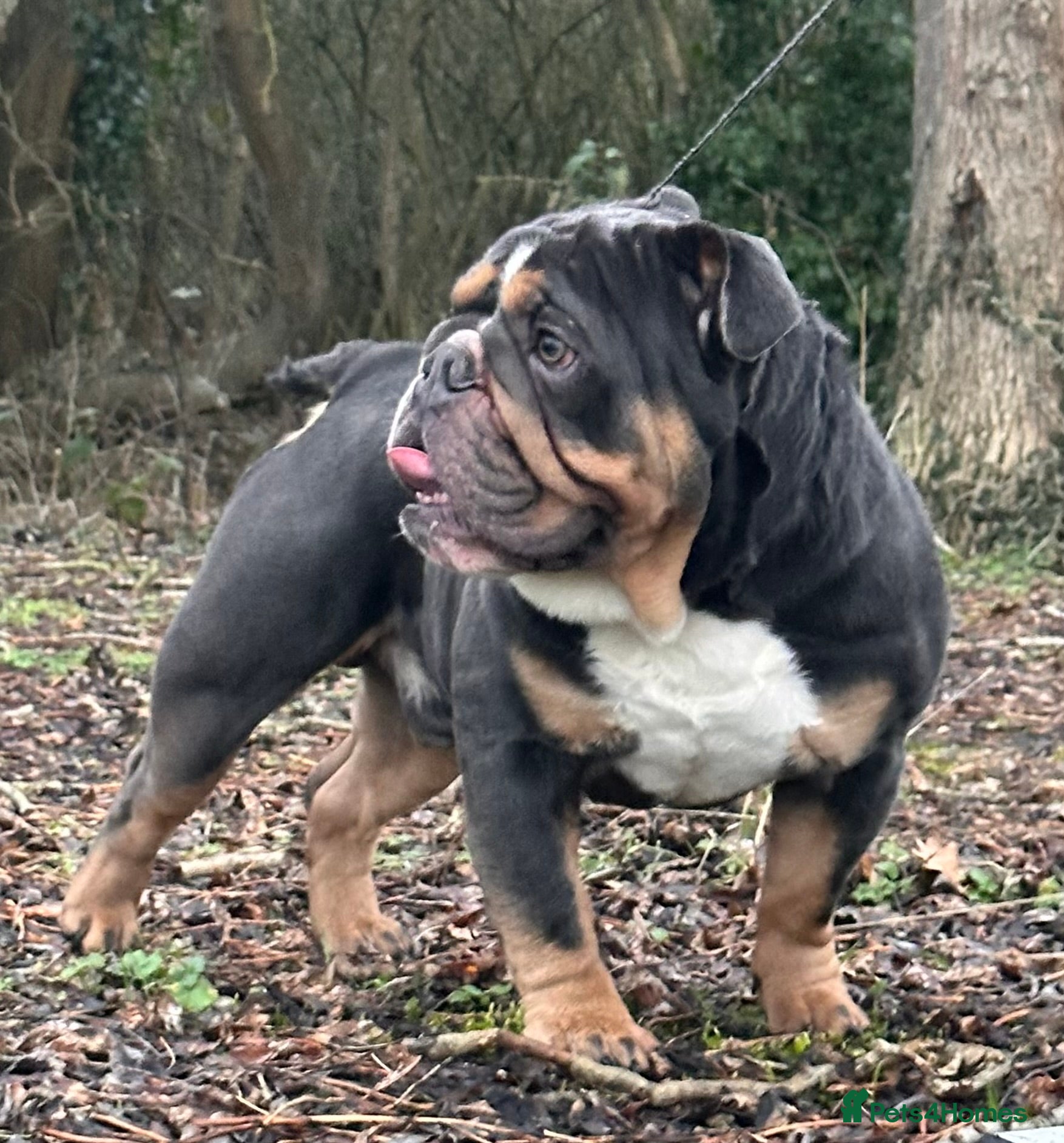 English Bulldog dogs Blue Tri stud boy health tested clear - Advert 7