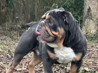 English Bulldog dogs Blue Tri stud boy health tested clear - Advert 7