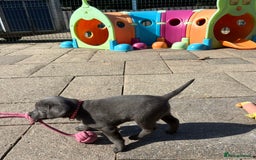 Labrador Retriever dogs for sale: Gorgeous KC Silver & Charcoal Labs - Image 15