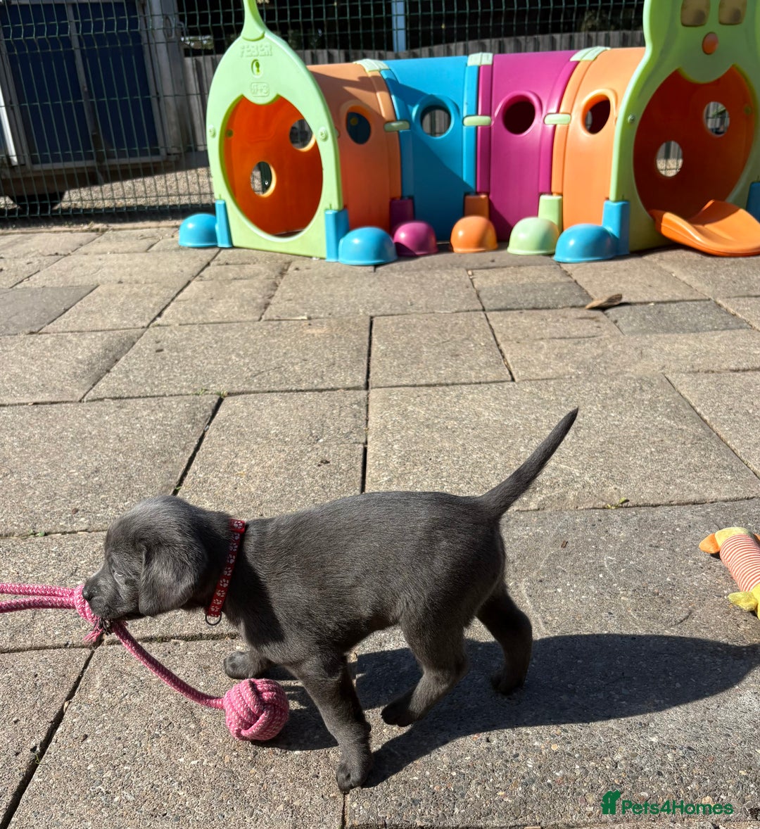 Labrador Retriever dogs for sale: Gorgeous KC Silver & Charcoal Labs - Image 15