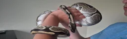 Python Snake reptiles for sale: 2 ball pythons in Downham Market - Advert 4