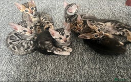 Bengal cats for sale: 🐾 TICA Registered Bengal Kittens 🐆🥰 - Image 12
